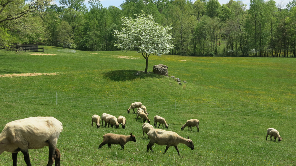 Dogwood in bloom