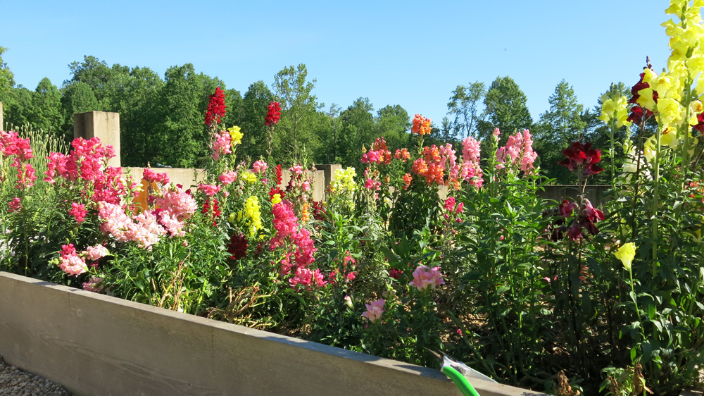 snapdragons in the kitchen garden