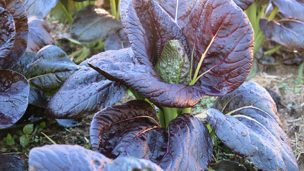 Purple bok choi in the garden