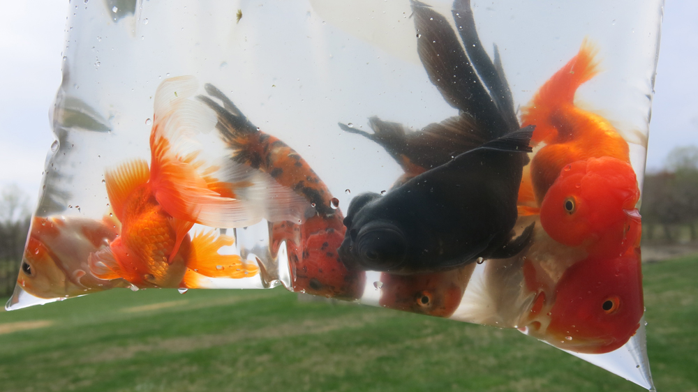 Annual migration of goldfish to garden fountain