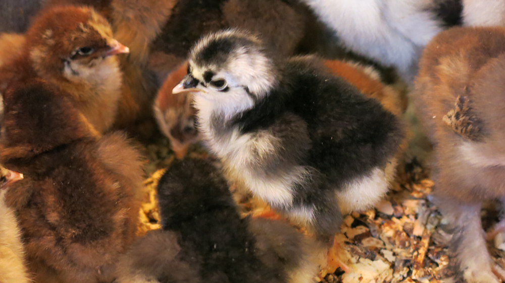 Over 100 chicks hatched at the farm this year