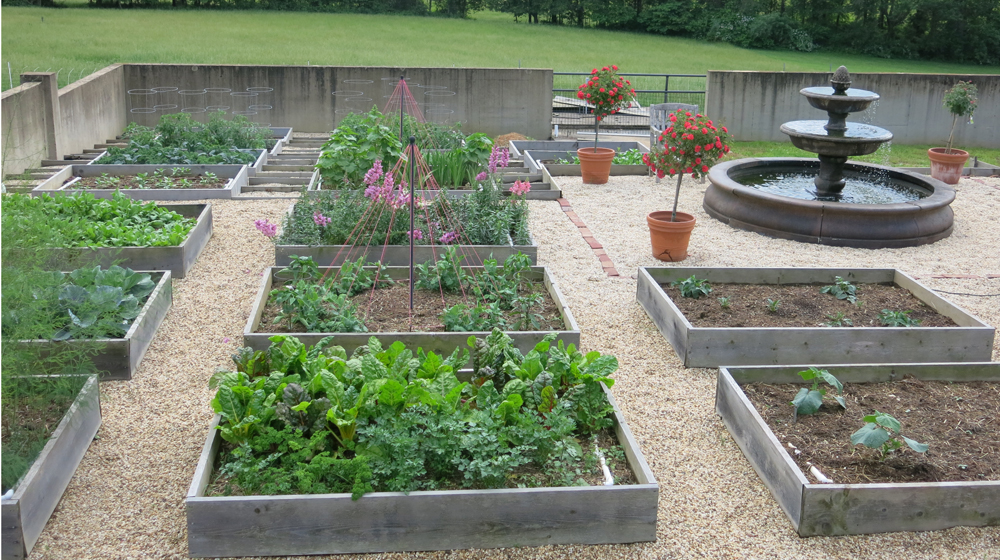 meticulously weeded kitchen garden