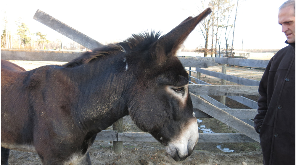 Reno's noble profile