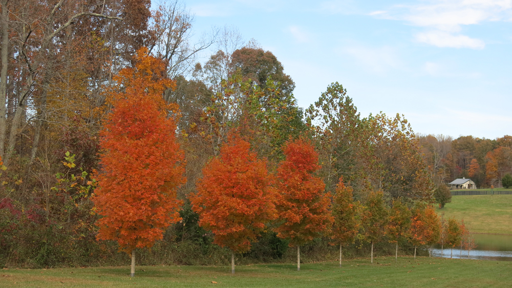 Sugar maple allee coloring up