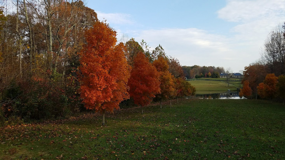 sugar maples finally showing some color