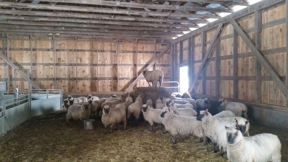 The sheep are locked in the barn for the storm