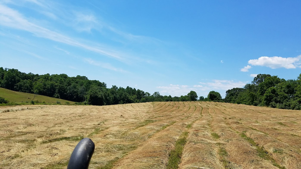 the hay has dried beautifully