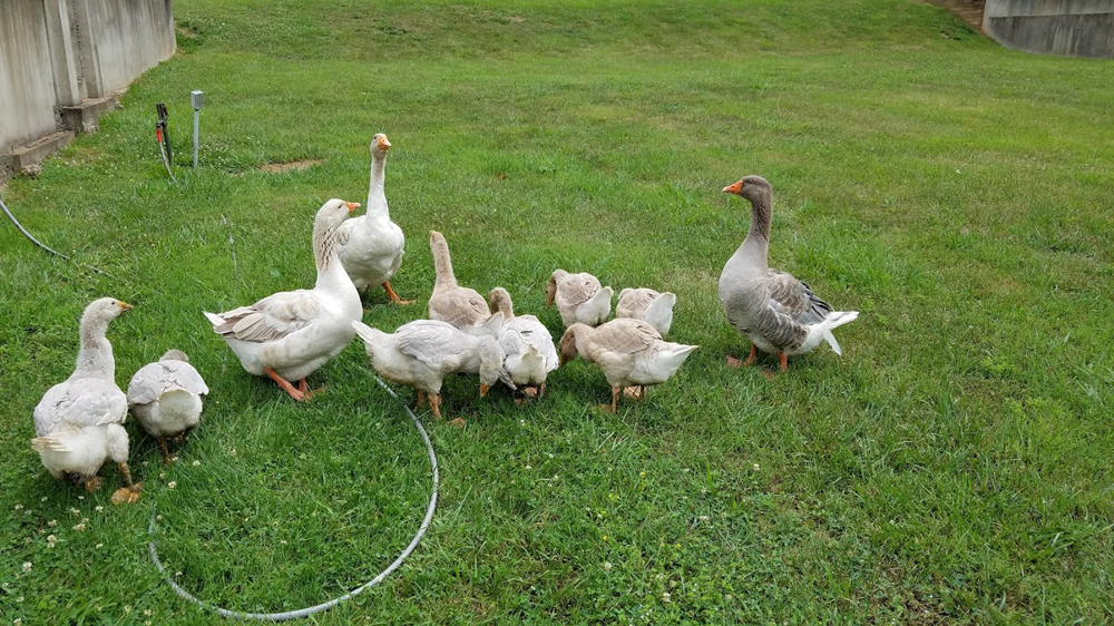new goslings meet the rest of the flock