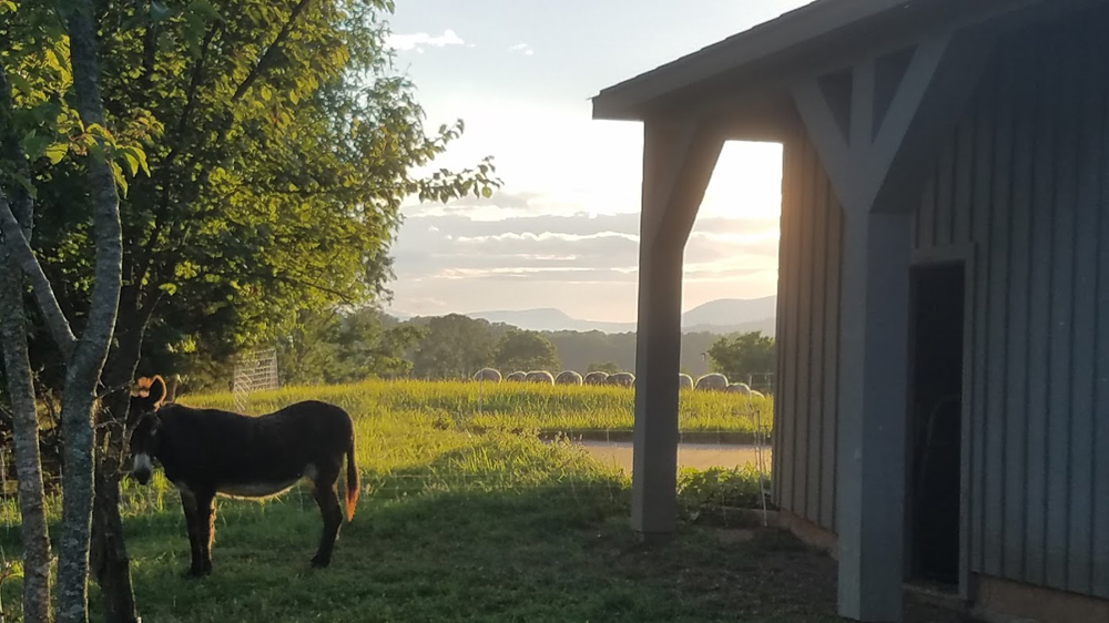 donkeys in the sunset