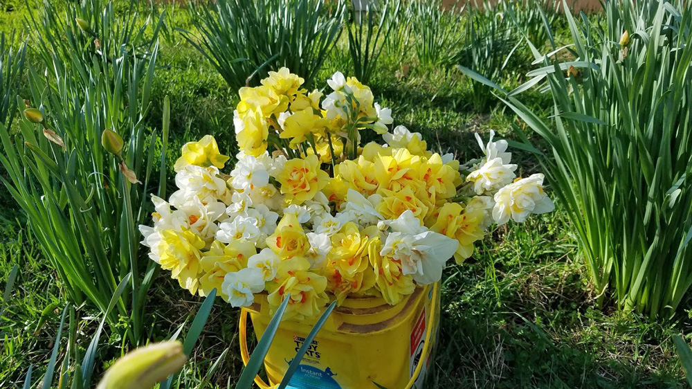 Collecting daffodils by the barn