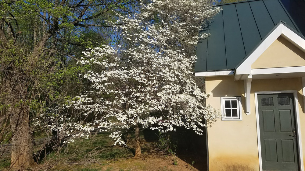 Peak dogwood
