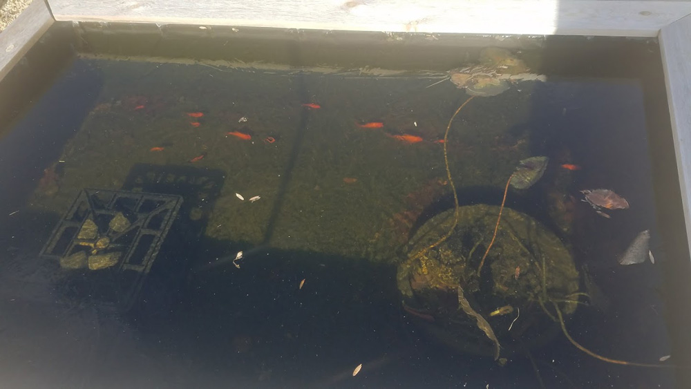 goldfish under ice