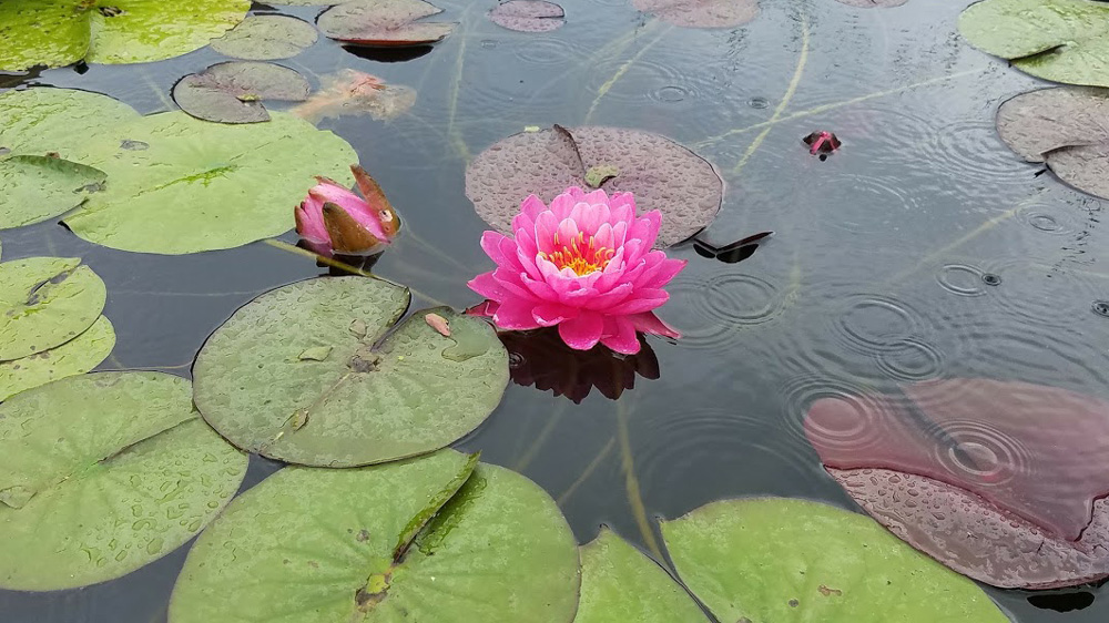 The water lilies add a great touch to the kitchen garden