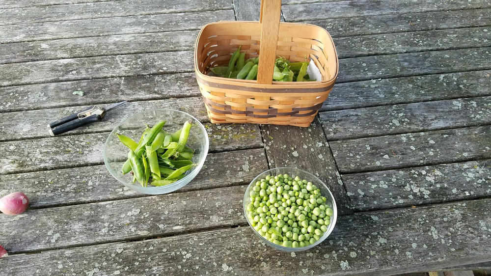 shelling peas for Keith's famous soup