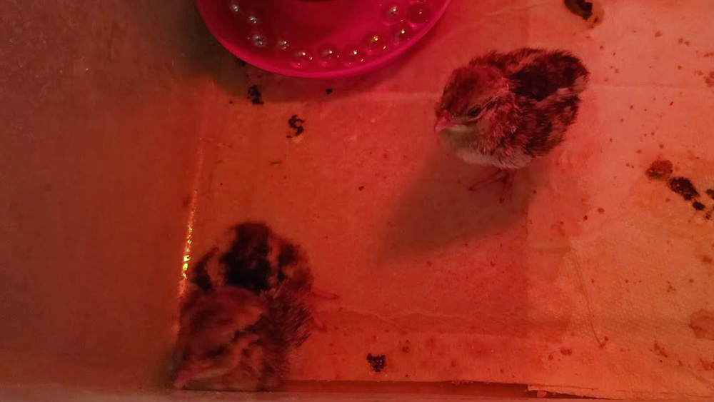 newly hatched pheasant chicks