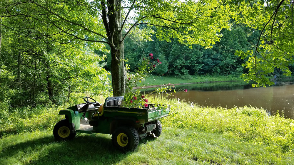 to transplant along the pond shore
