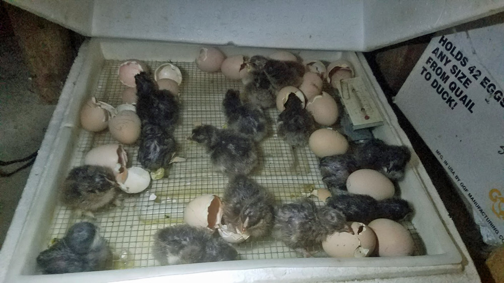 chicks keep hatching in record numbers