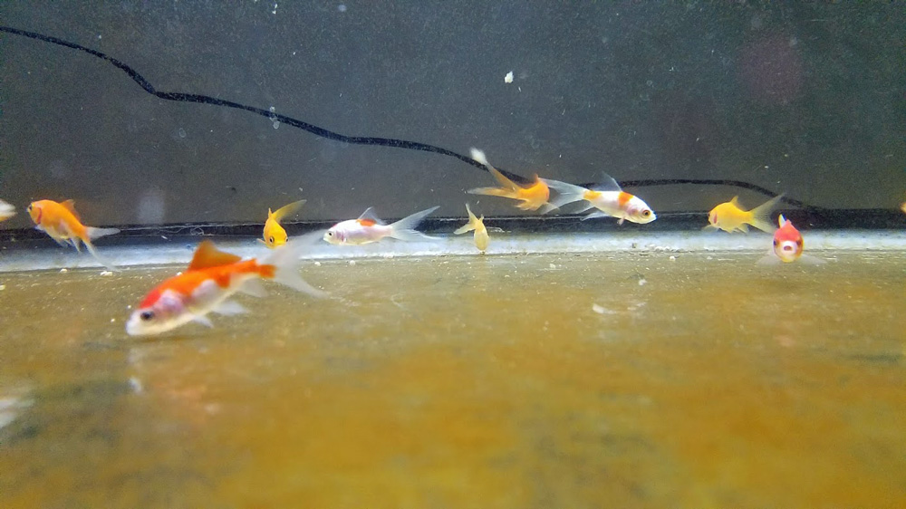 cheap feeder goldfish in quarantine for pond