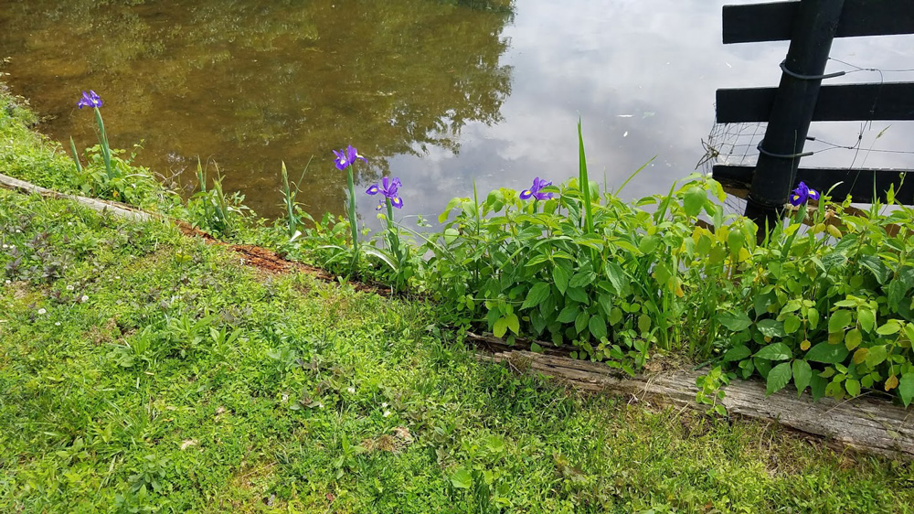 no muskrat means pond flowers can return