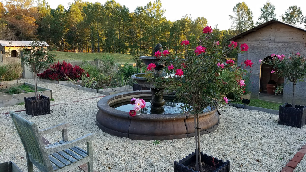 Dahlias and roses still blooming in late October