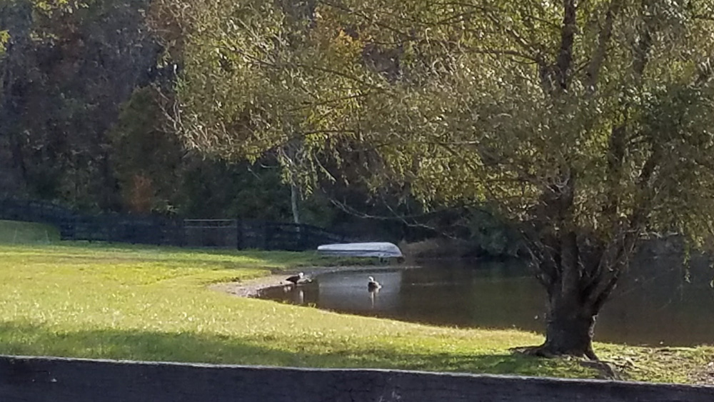 those are bald eagles taking a birdbath in our pond