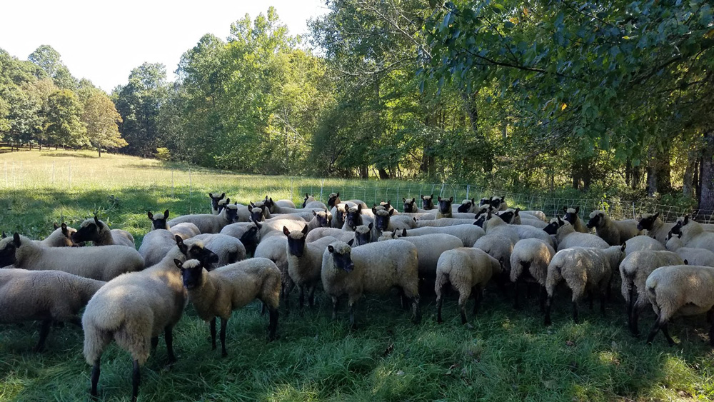 The ewe flock in the shade