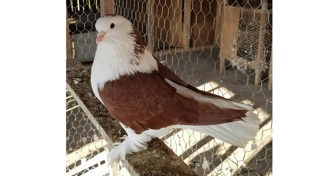 mating up the pigeons - very pleased with this color