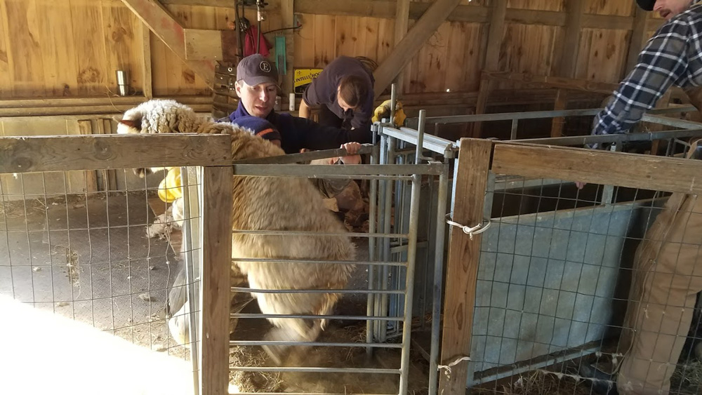 Jeremy and Fielding tackle the next sheep