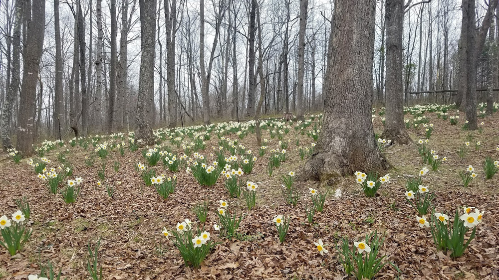 daffodil hill