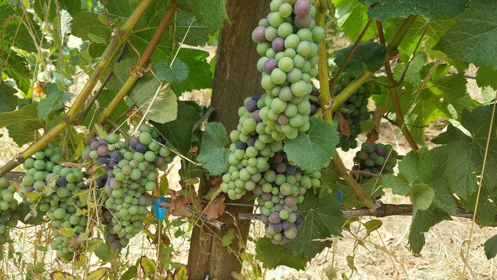 Oregon's finest Pinot Noir