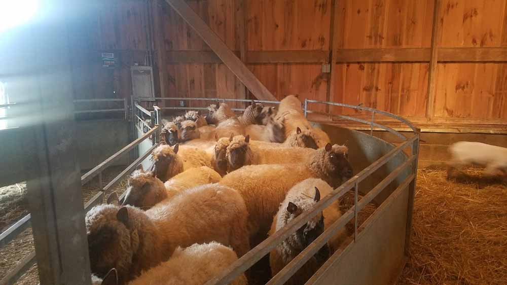 Sheep ready for their annual haircut