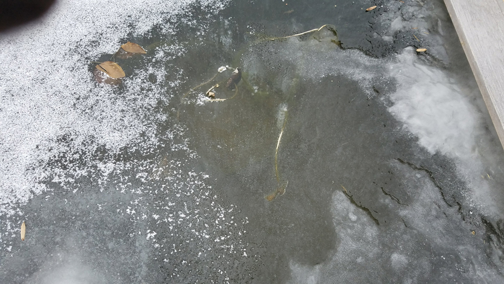 Goldfish surviving under frozen pond