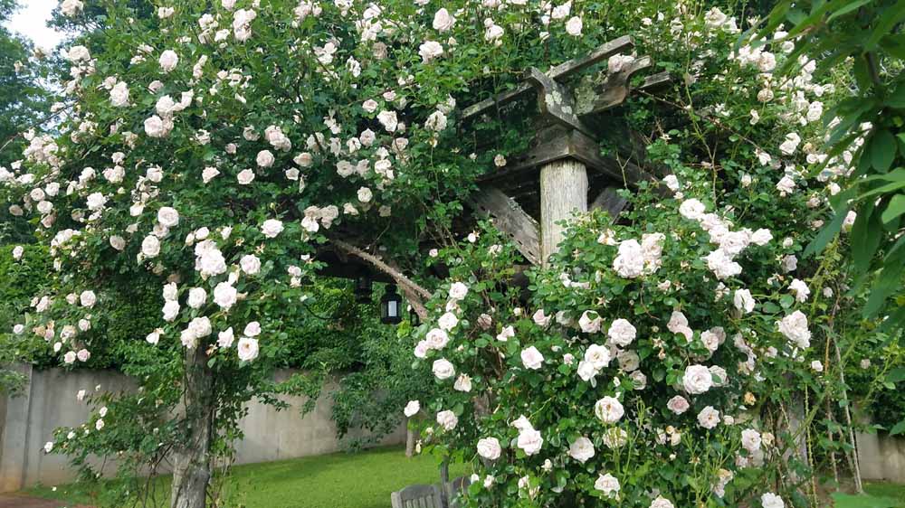 New Dawn roses in the Orchard