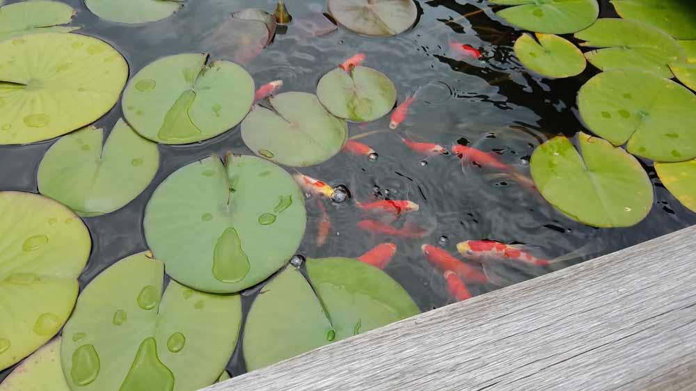 my goldfish are thriving in their ponds