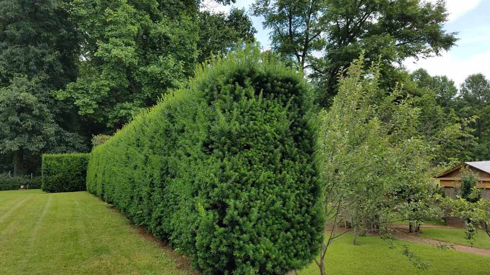 Yew hedges in need of a trim