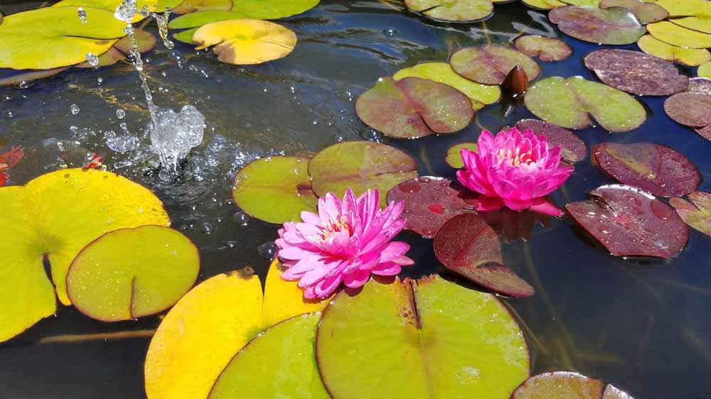 waterlilies in the upper goldfish pond