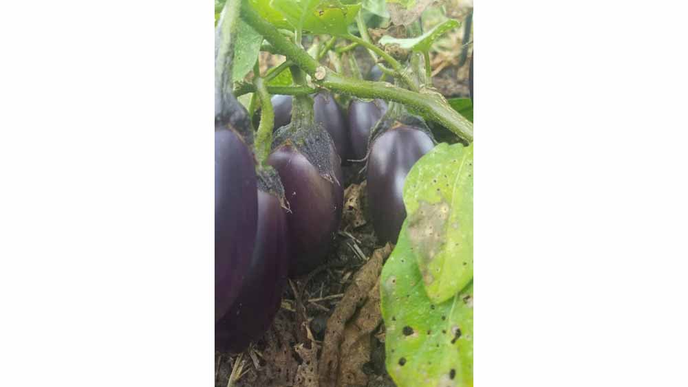 bumper crop of eggplants