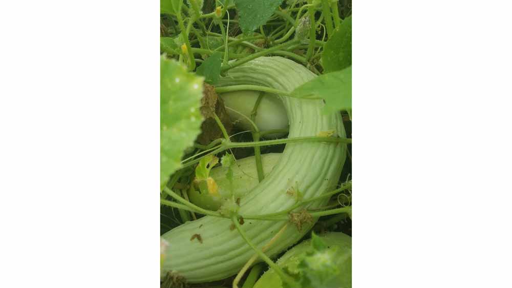bumper crop of Armenian cucumbers