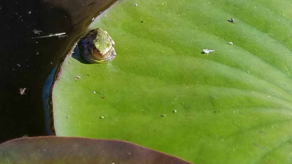 one of thousands of tree frogs hatched in our fountain