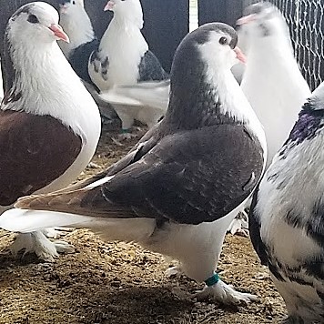 best pigeon I've raised this year