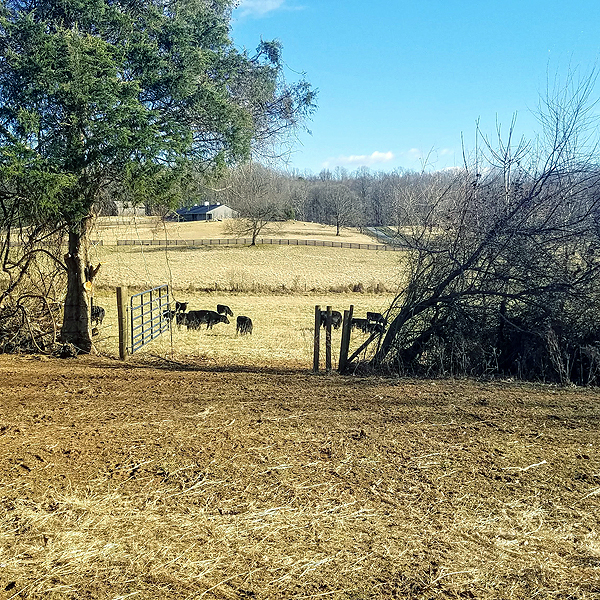 From neighboring mud pit to my lush pastures