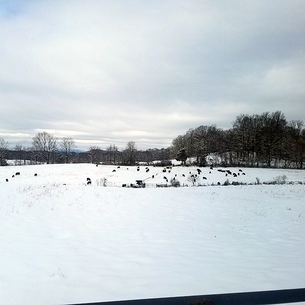Cattle on snowy hayfield
