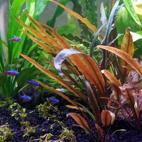 Planted Aquarium