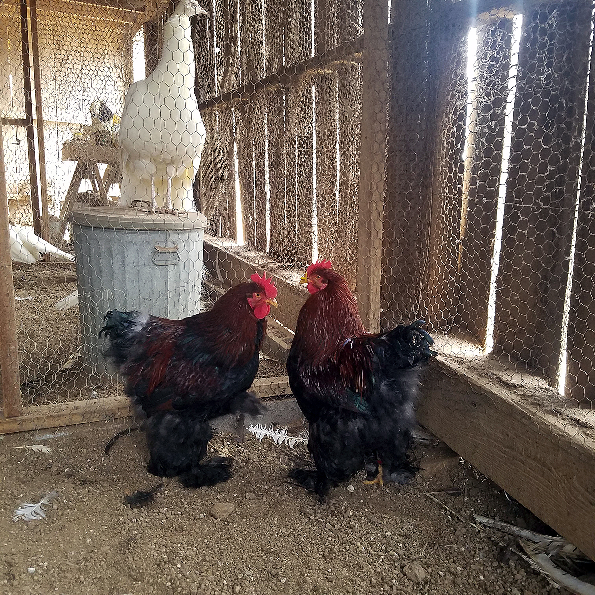 Which rooster gets to go in the breeding pen?