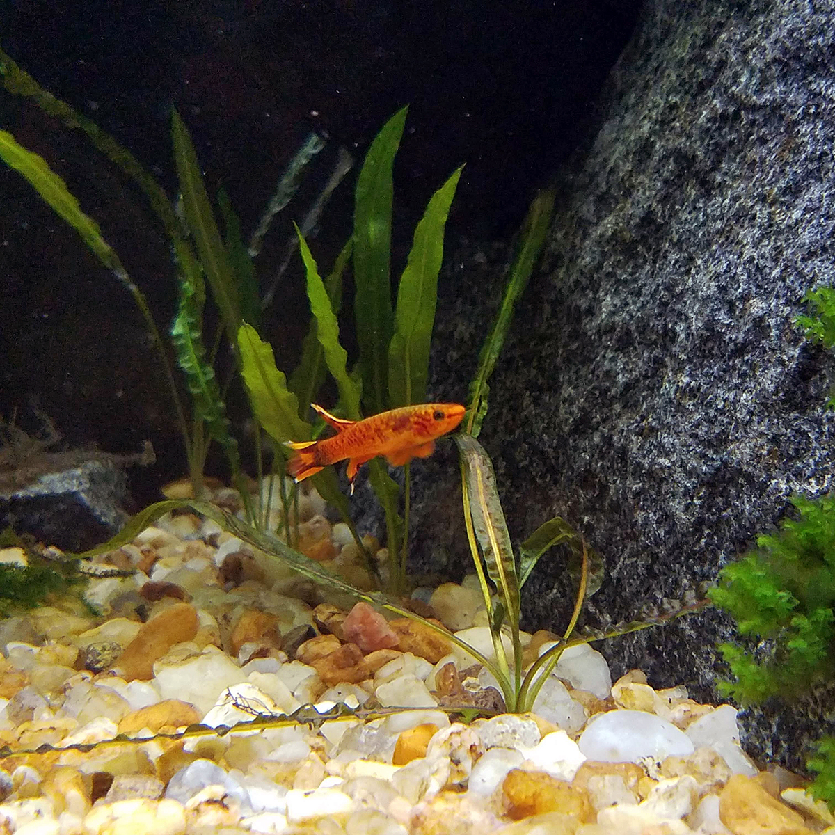 killifish in moss aquarium