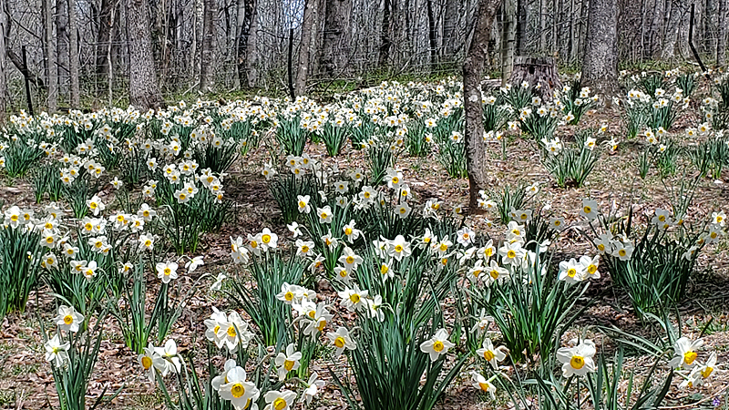 daffodil hill in full bloom