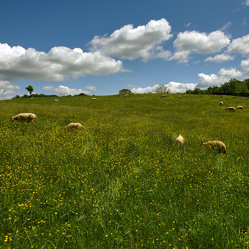 sheep grazing in the buttercups