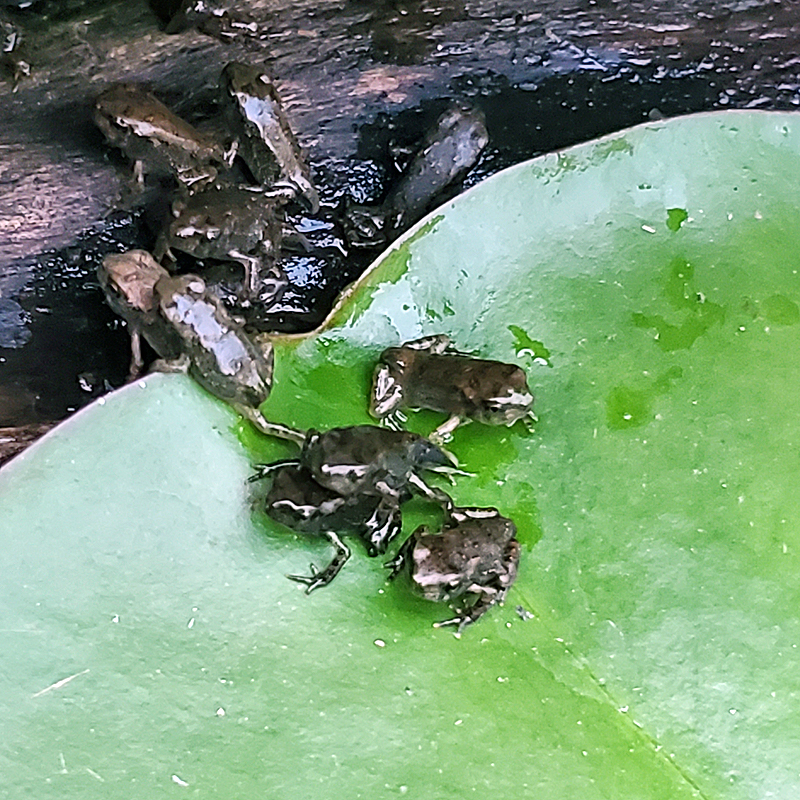 bumper crop of tree frog froglets in the fountain