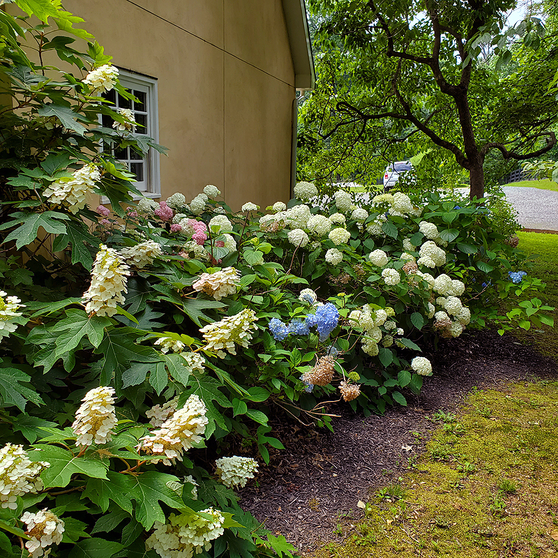 Hydrangeas at peak