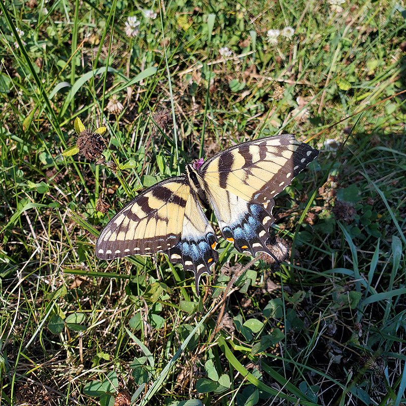 Close up of one of the millions of Tiger Swallowtails